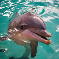 Dolphin photo.