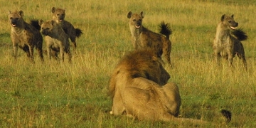 Lion and hyena photo..
