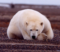 Polar bear photo.