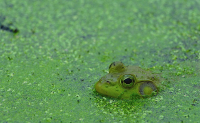 Frog photo.
