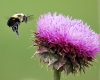 Bee photo.
