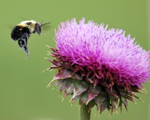Bee photo.