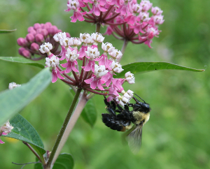 Pollination photo.