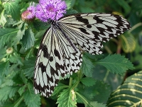Butterfly photo.