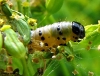 Caterpillar photo.