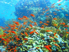 Coral reef photo.