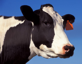 Cow photo.