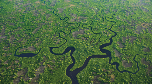 Everglades image.