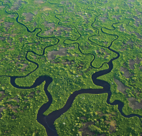 Everglades image.
