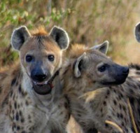 Hyena photo.