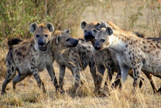 Hyena photo..