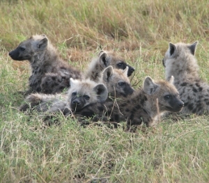 Hyena photo.