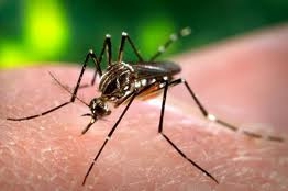 Mosquito photo.