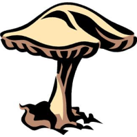 Mushroom photo.