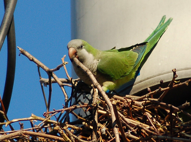 Parrot photo.