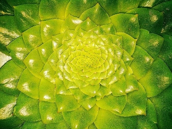 Plant image.