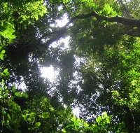 Rainforest photo.