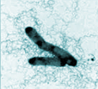 Bacteria image.