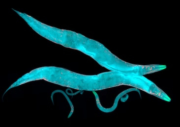C. elegans photo.