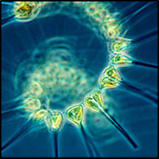 Phytoplankton image.