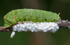 Wasp larva photo.