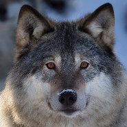 Wolf photo.