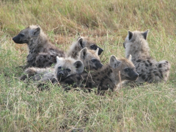 Hyena photo..