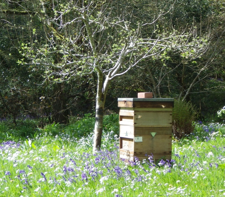 Honeybee image.